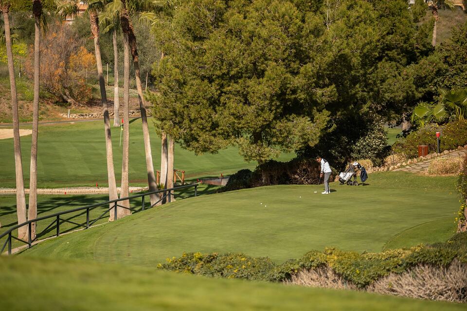 A golfer putts on a green bordered by palm trees and dense greenery at Baviera Golf.