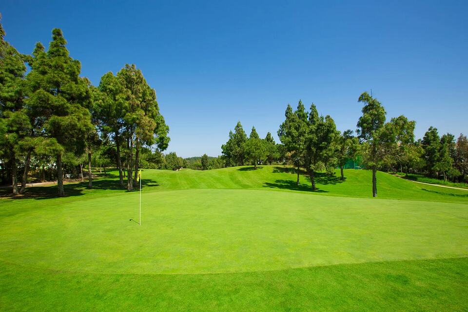 Golf green with a flag, surrounded by pine trees beneath a clear blue sky.